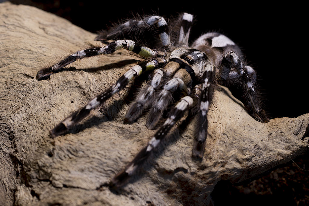 Poecilotheria regalis Mature Female