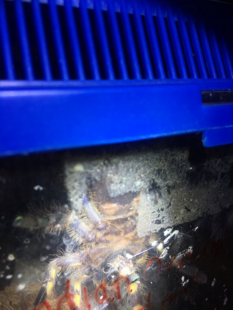 Poecilotheria Regalis sexing