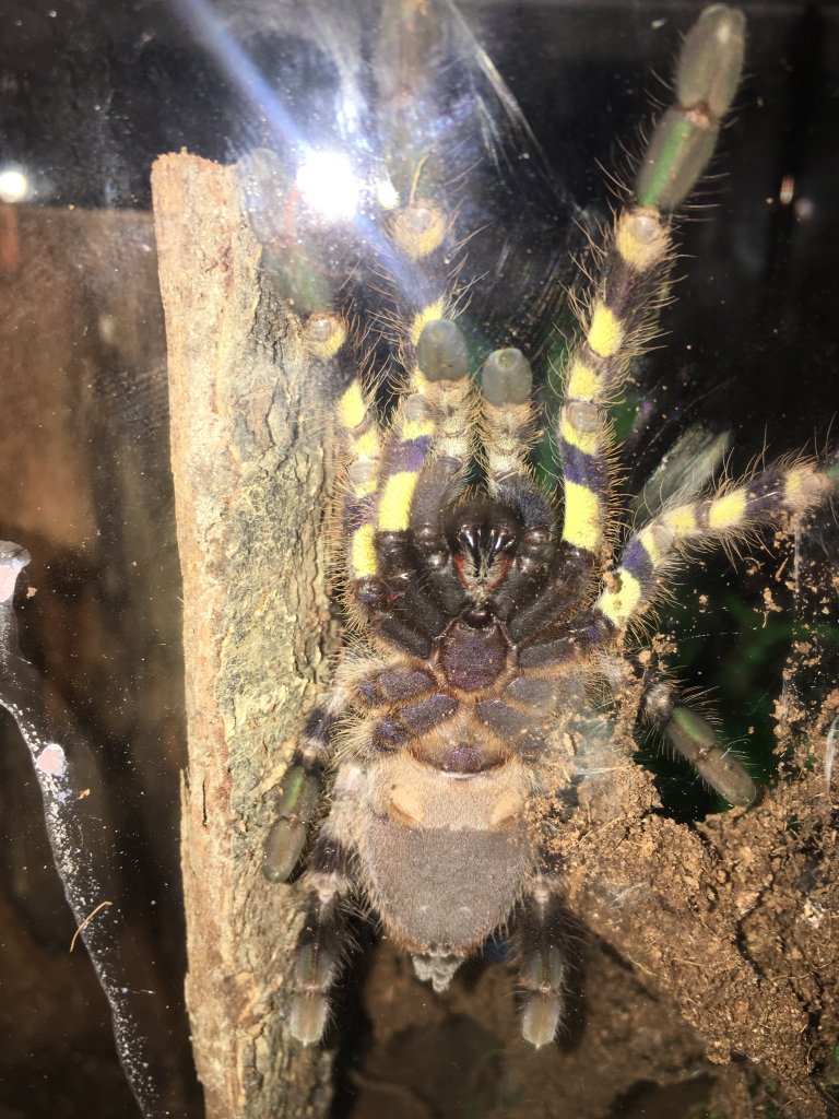 Poecilotheria Regalis sexing