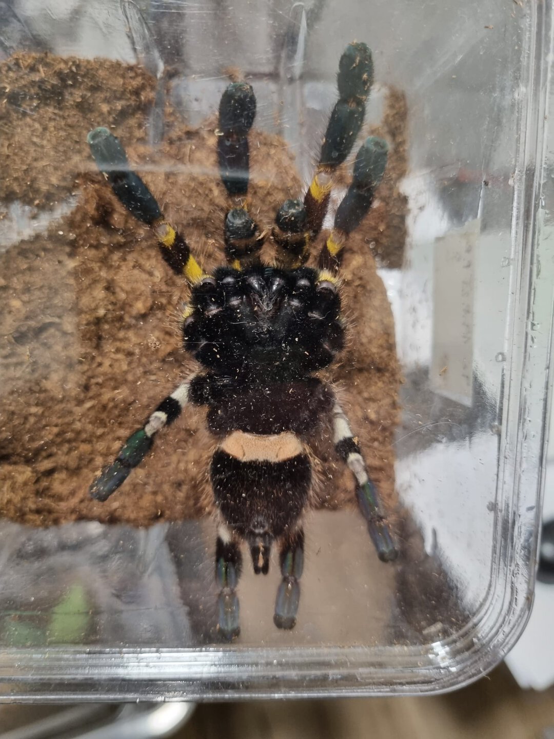 Poecilotheria regalis subadult female