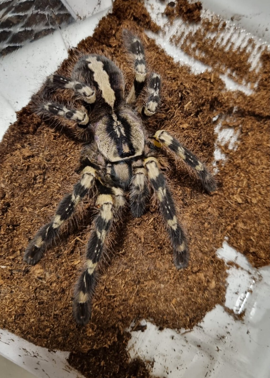 Poecilotheria regalis subadult female