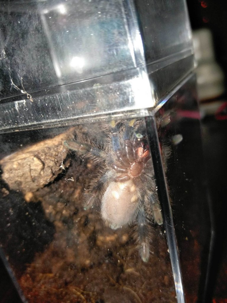 Poecilotheria regalis [ventral sexing] [1/2]