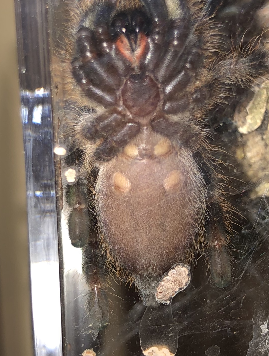 Poecilotheria regalis [ventral sexing]