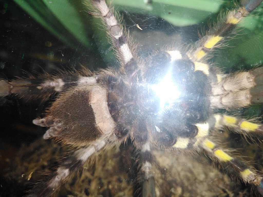 Poecilotheria regalis [ventral sexing]