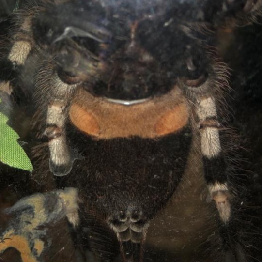 Poecilotheria regalis [ventral sexing]