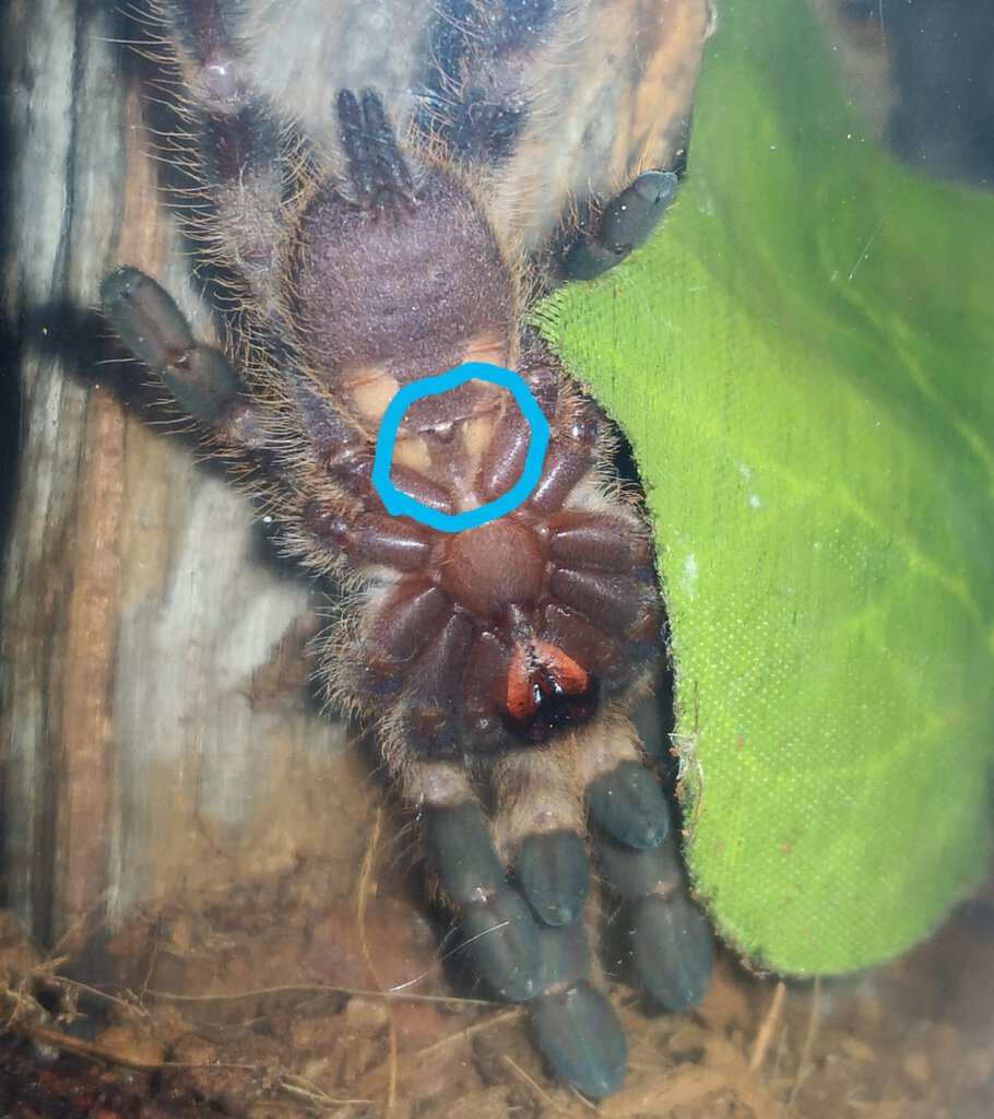 Poecilotheria regalis [ventral sexing]