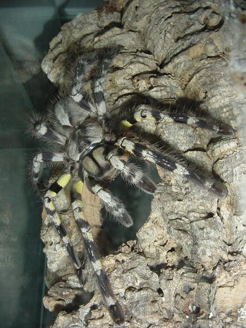 Poecilotheria Regalis