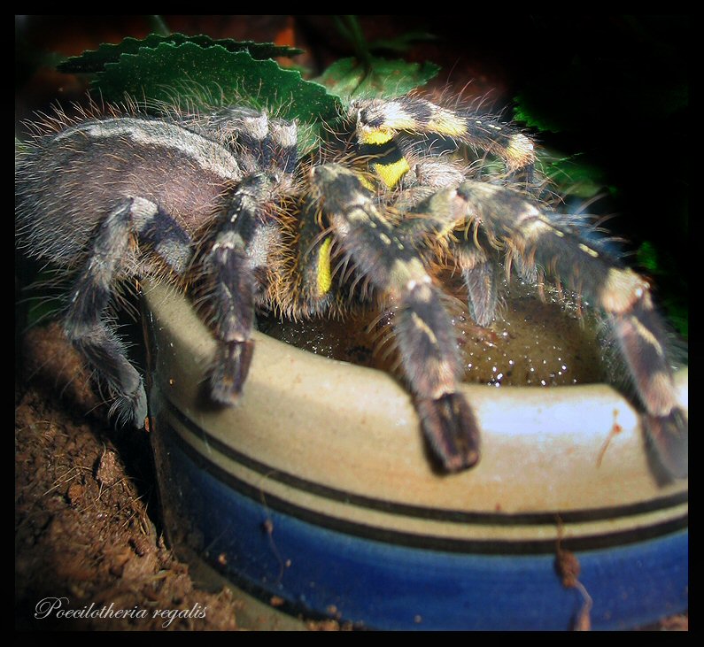 Poecilotheria regalis