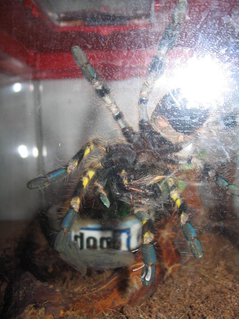 Poecilotheria regalis