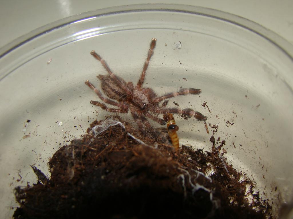 Poecilotheria regalis