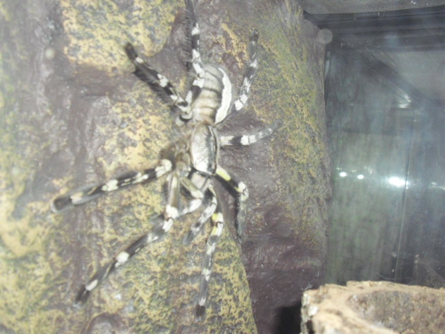 poecilotheria regalis