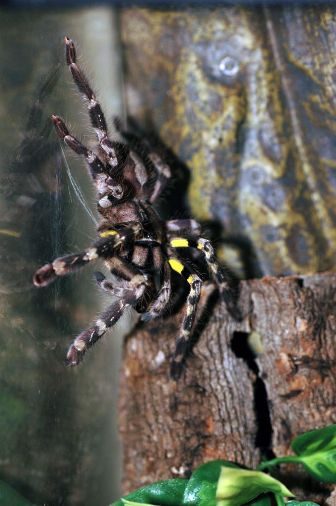 Poecilotheria regalis