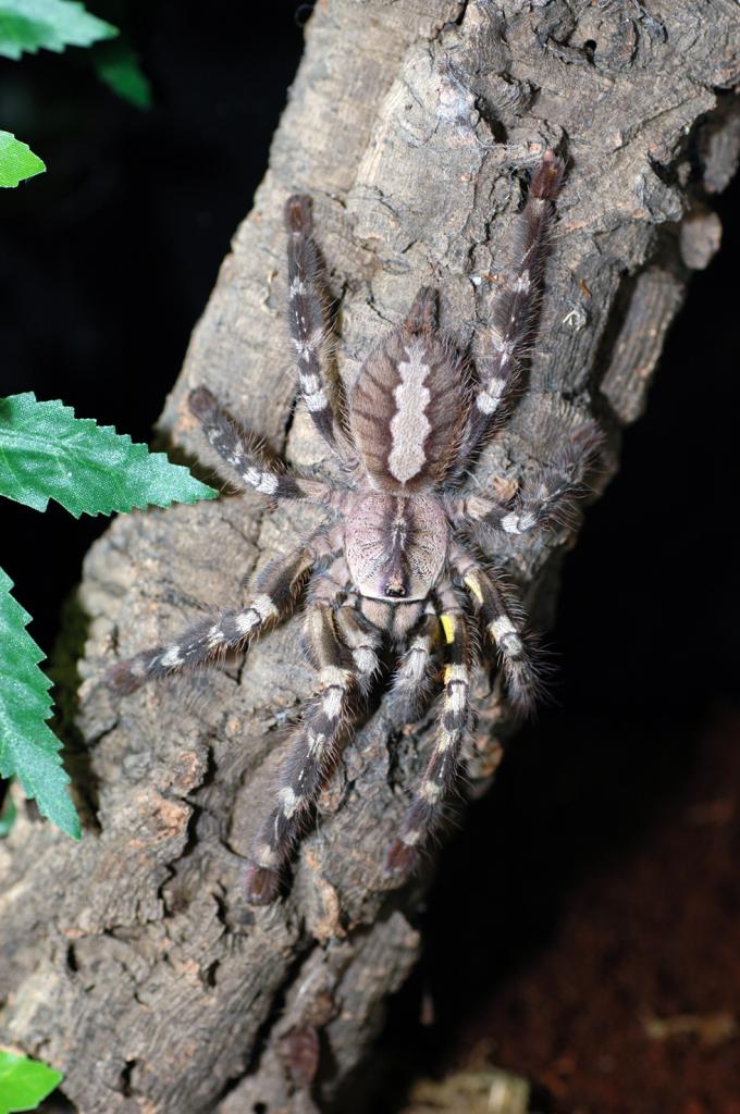 Poecilotheria regalis