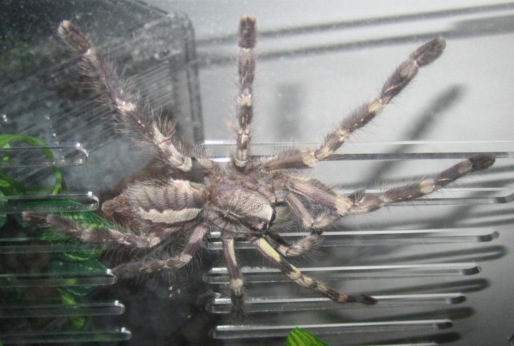 Poecilotheria regalis