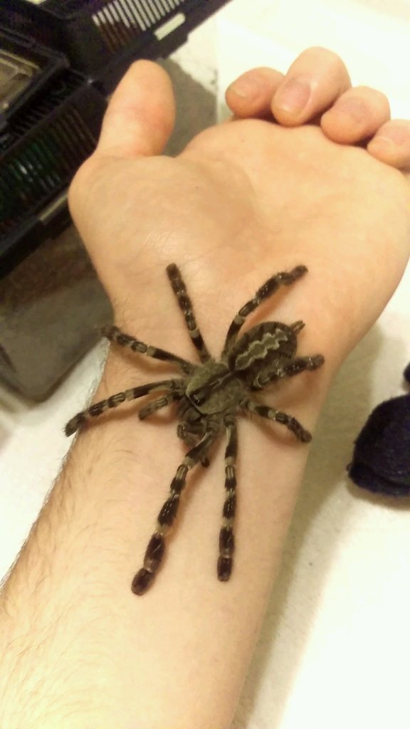 Poecilotheria regalis