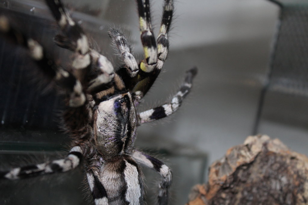 Poecilotheria regalis