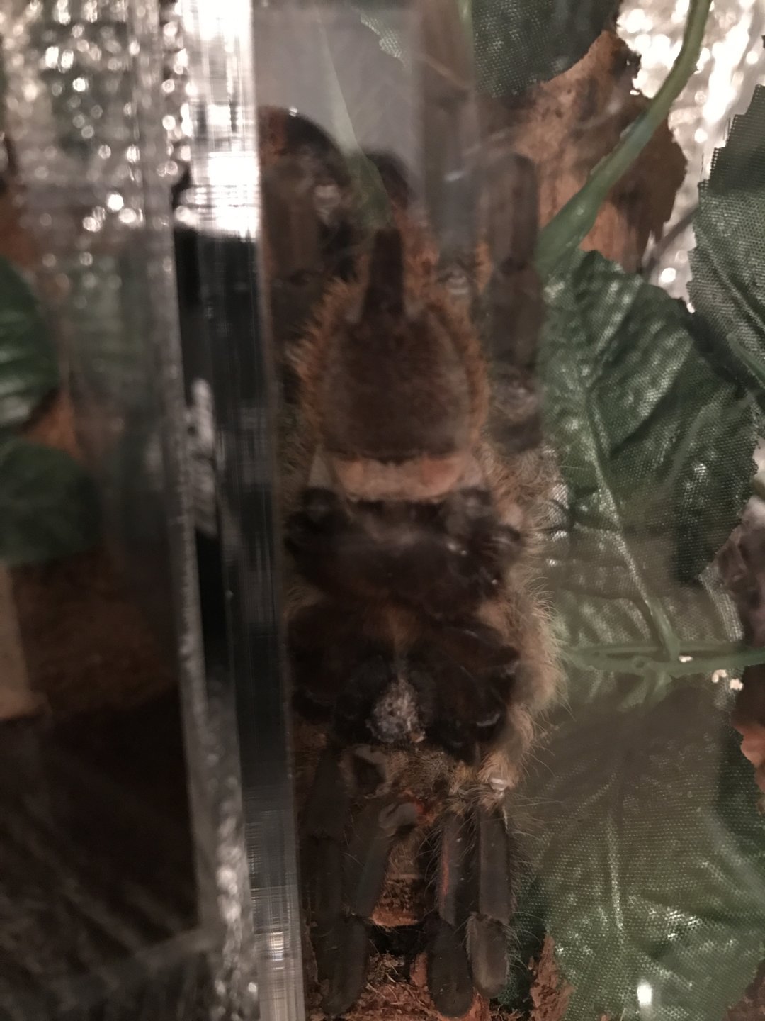 Poecilotheria regalis