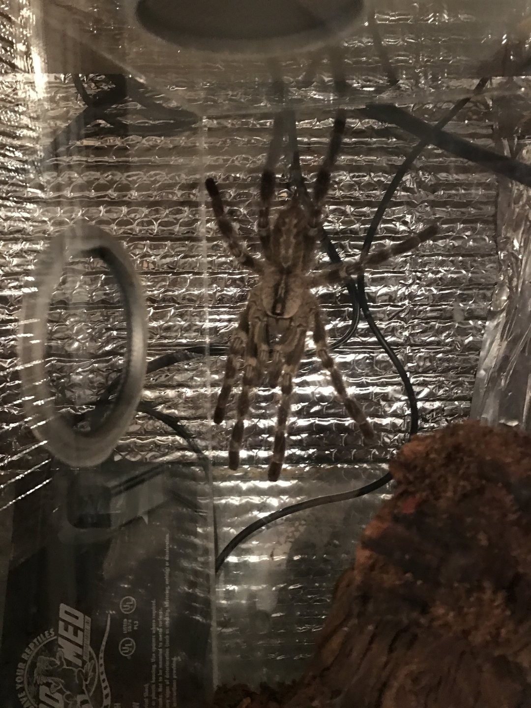 Poecilotheria regalis