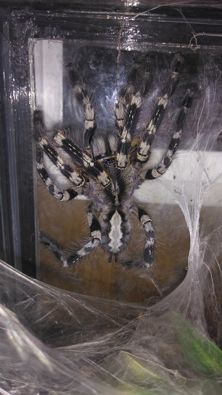 Poecilotheria regalis