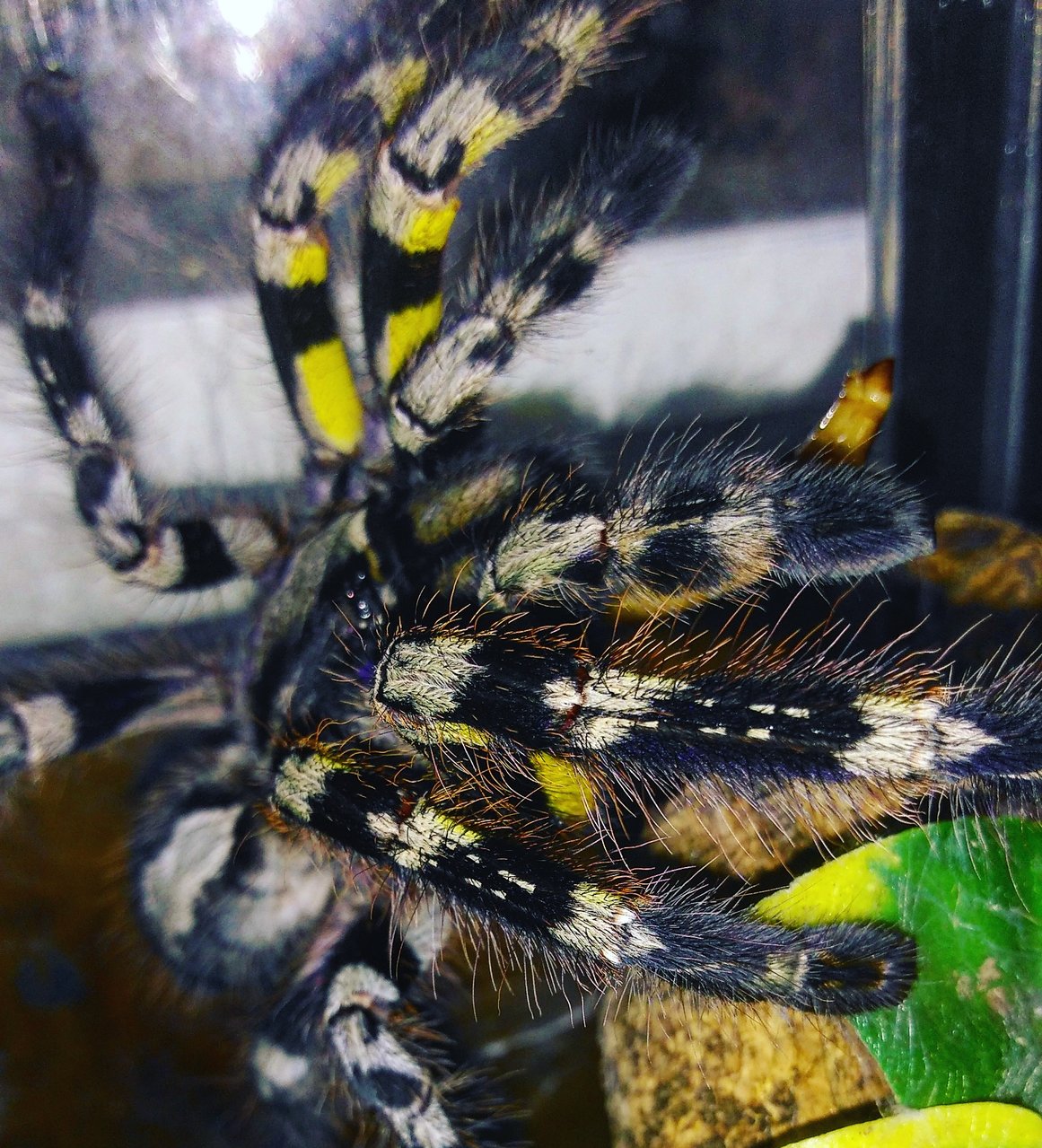 Poecilotheria regalis