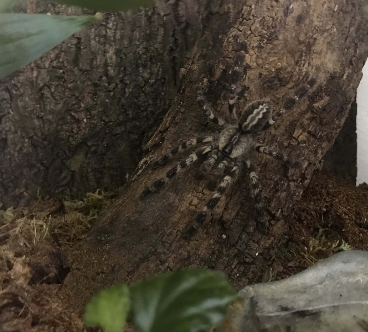 Poecilotheria regalis