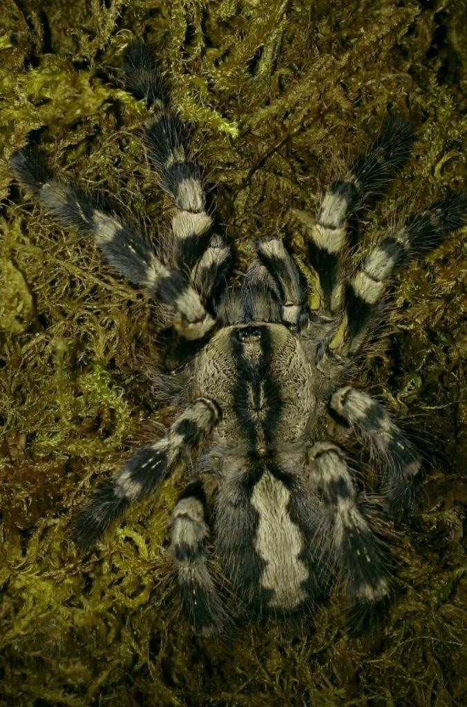 poecilotheria regalis