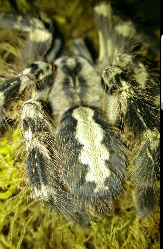 poecilotheria regalis