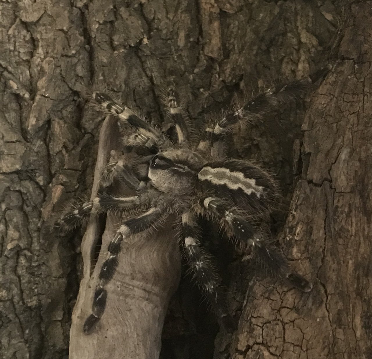 Poecilotheria regalis