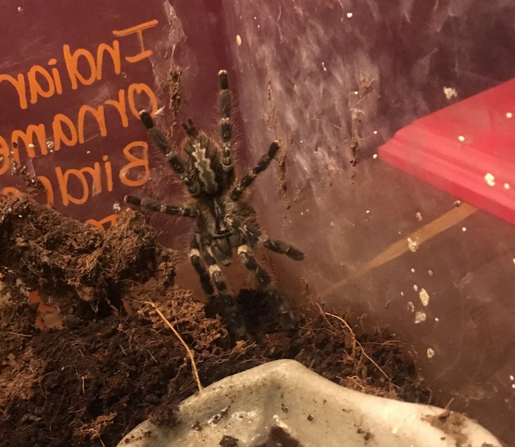 Poecilotheria Regalis