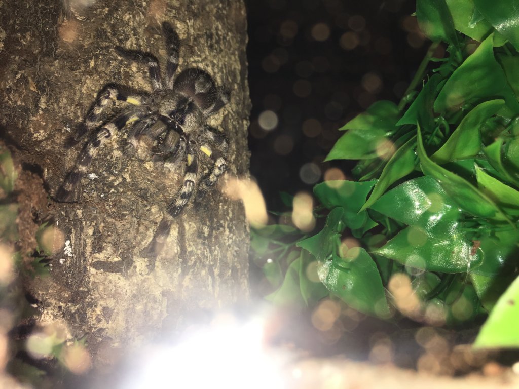 Poecilotheria Regalis