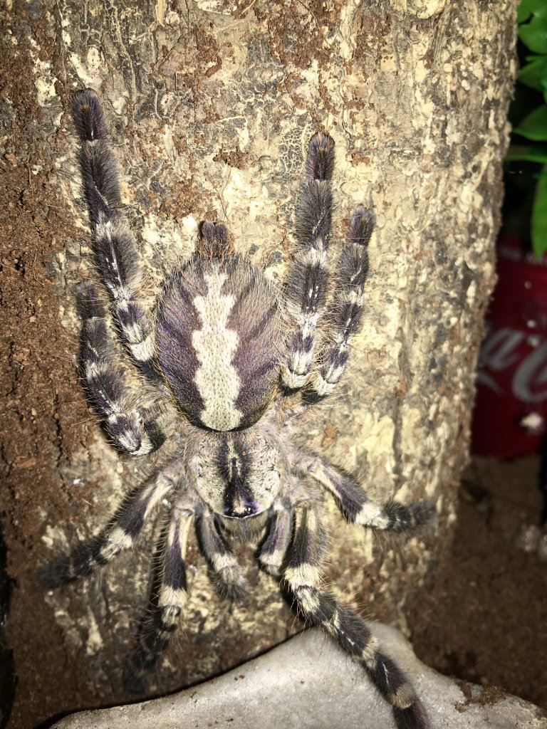 Poecilotheria Regalis