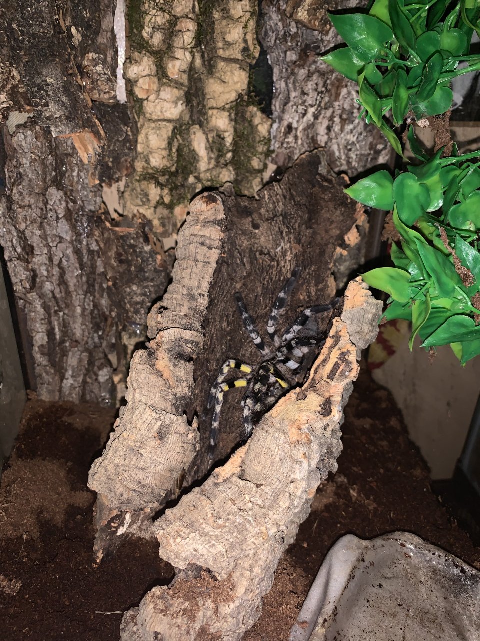 Poecilotheria Regalis