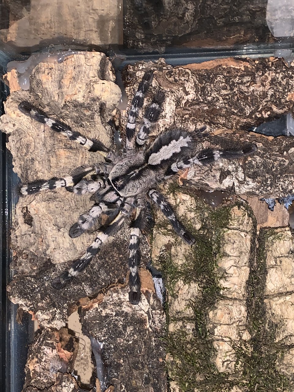 Poecilotheria Regalis