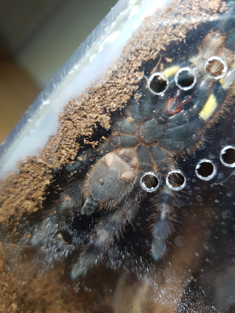 Poecilotheria regalis