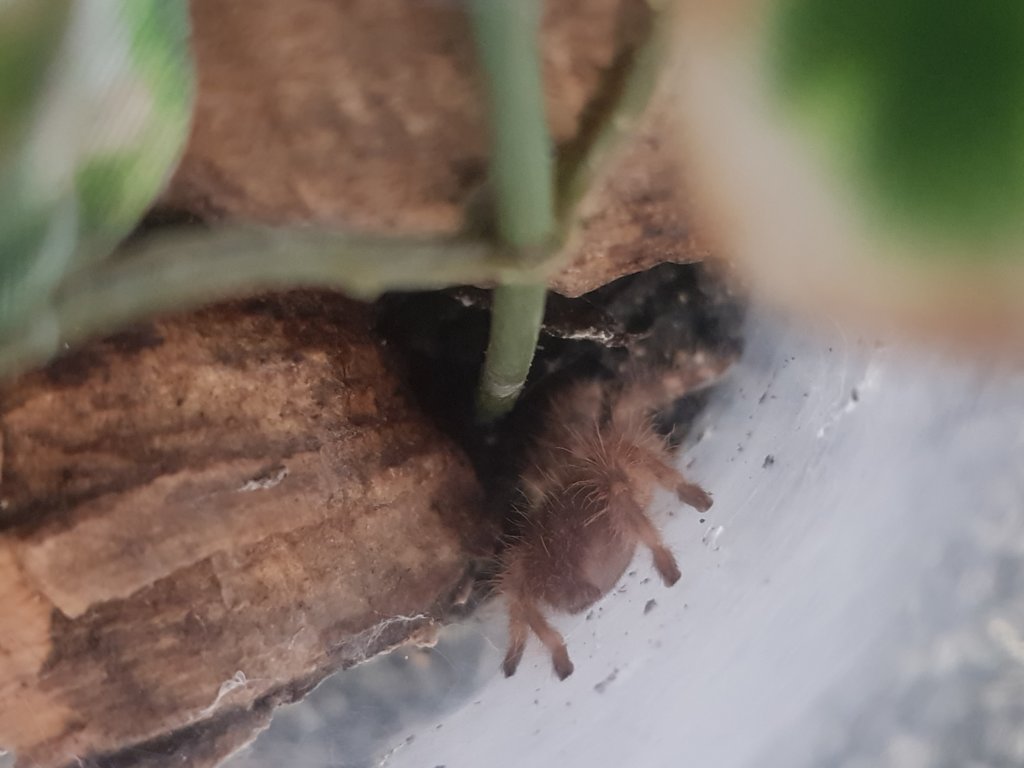 Poecilotheria Regalis