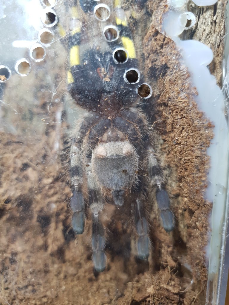 Poecilotheria regalis