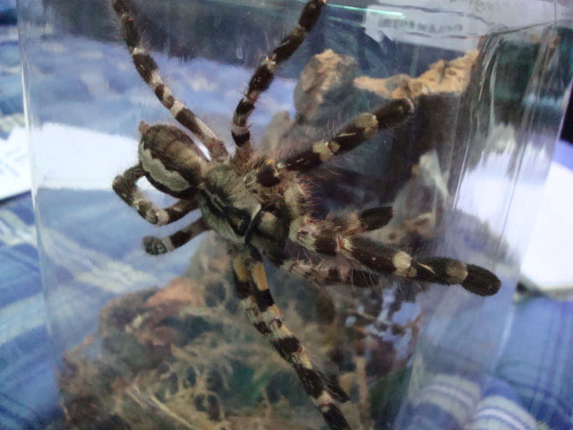 Poecilotheria regalis