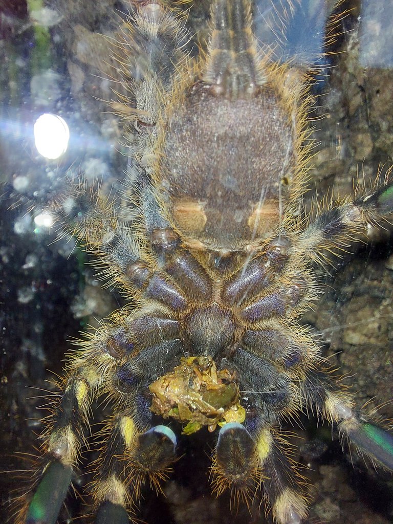 Poecilotheria regalis