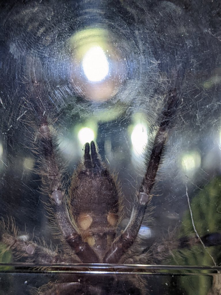 Poecilotheria regalis