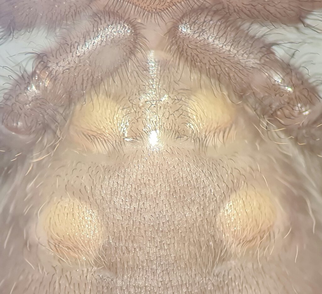 Poecilotheria regalis
