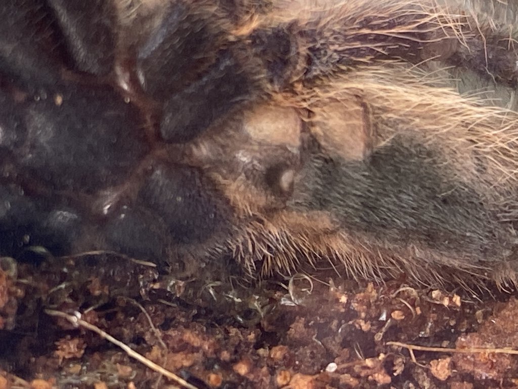 Poecilotheria rufilata 10cm