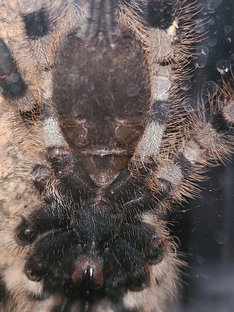 poecilotheria rufilata. About 3 inches