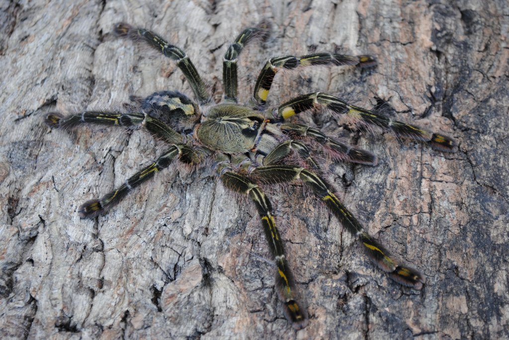 Poecilotheria rufilata - Female