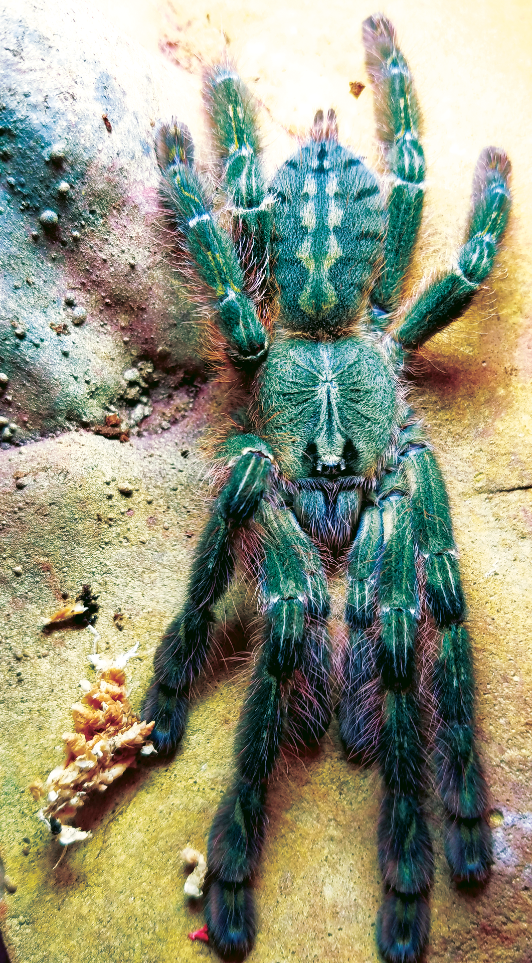 Poecilotheria rufilata female