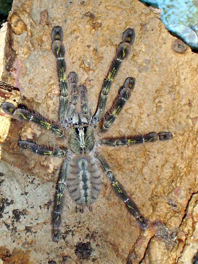 Poecilotheria rufilata juvie female