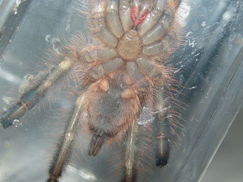 Poecilotheria Rufilata Male Or Female ?