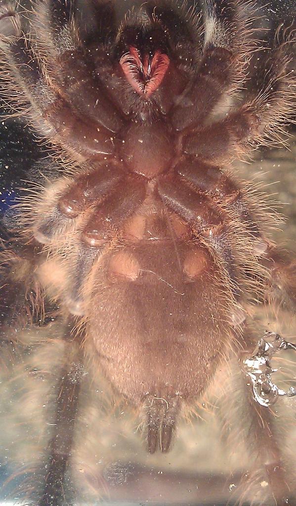 Poecilotheria Rufilata Male Or Female ??