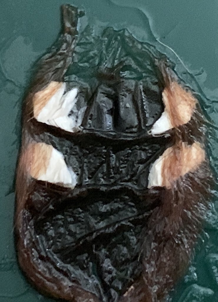 Poecilotheria rufilata molt