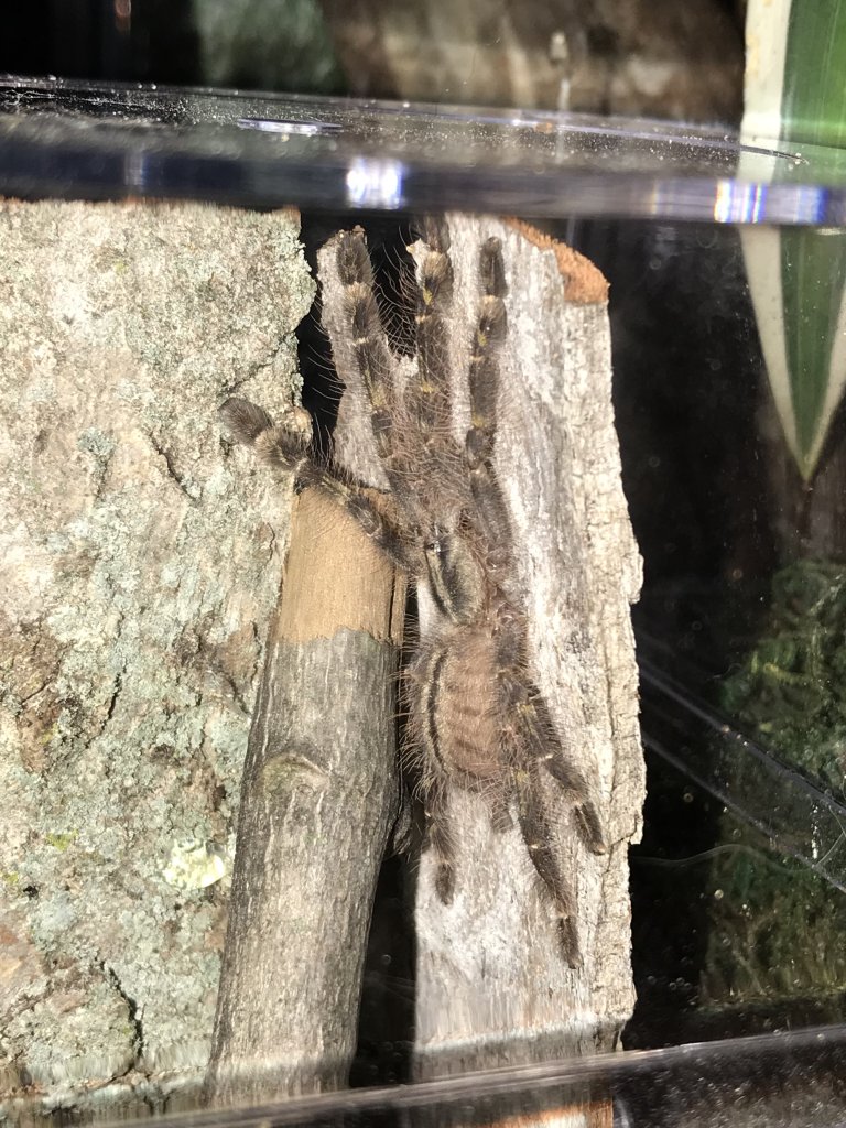 Poecilotheria rufilata Sling