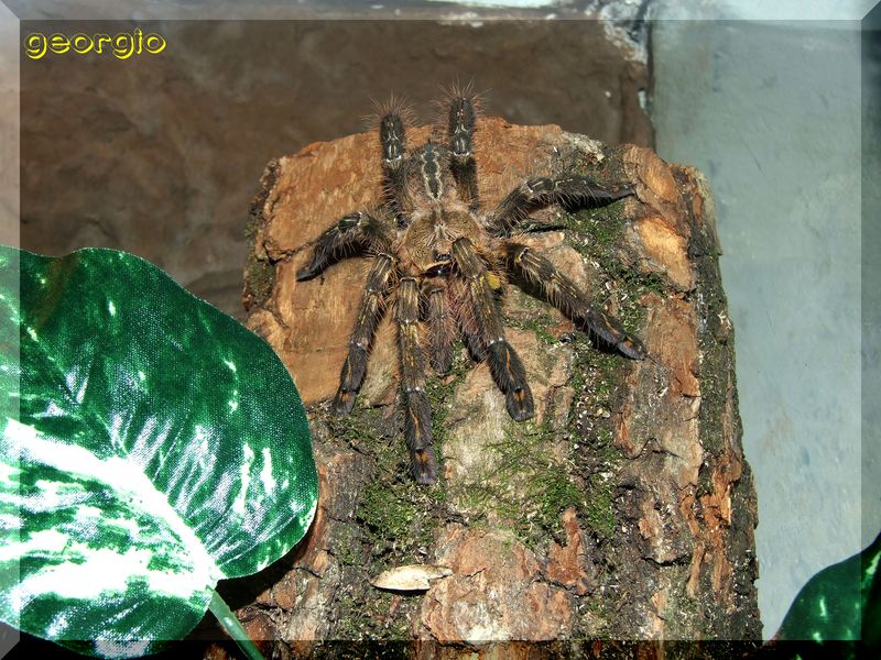 Poecilotheria rufilata subadult male